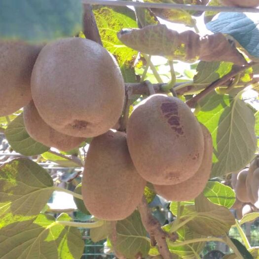 淄博 自家种植猕猴桃，包邮每斤8元