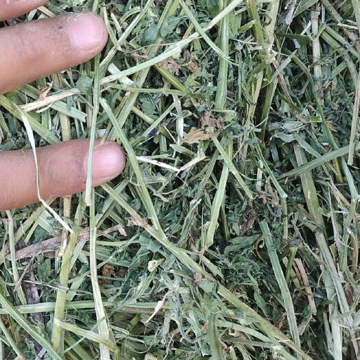 永昌县 苜蓿草   燕麦草   麦草