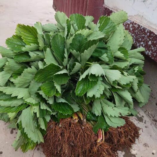 永登县 红颜草莓苗，甘露草莓苗
