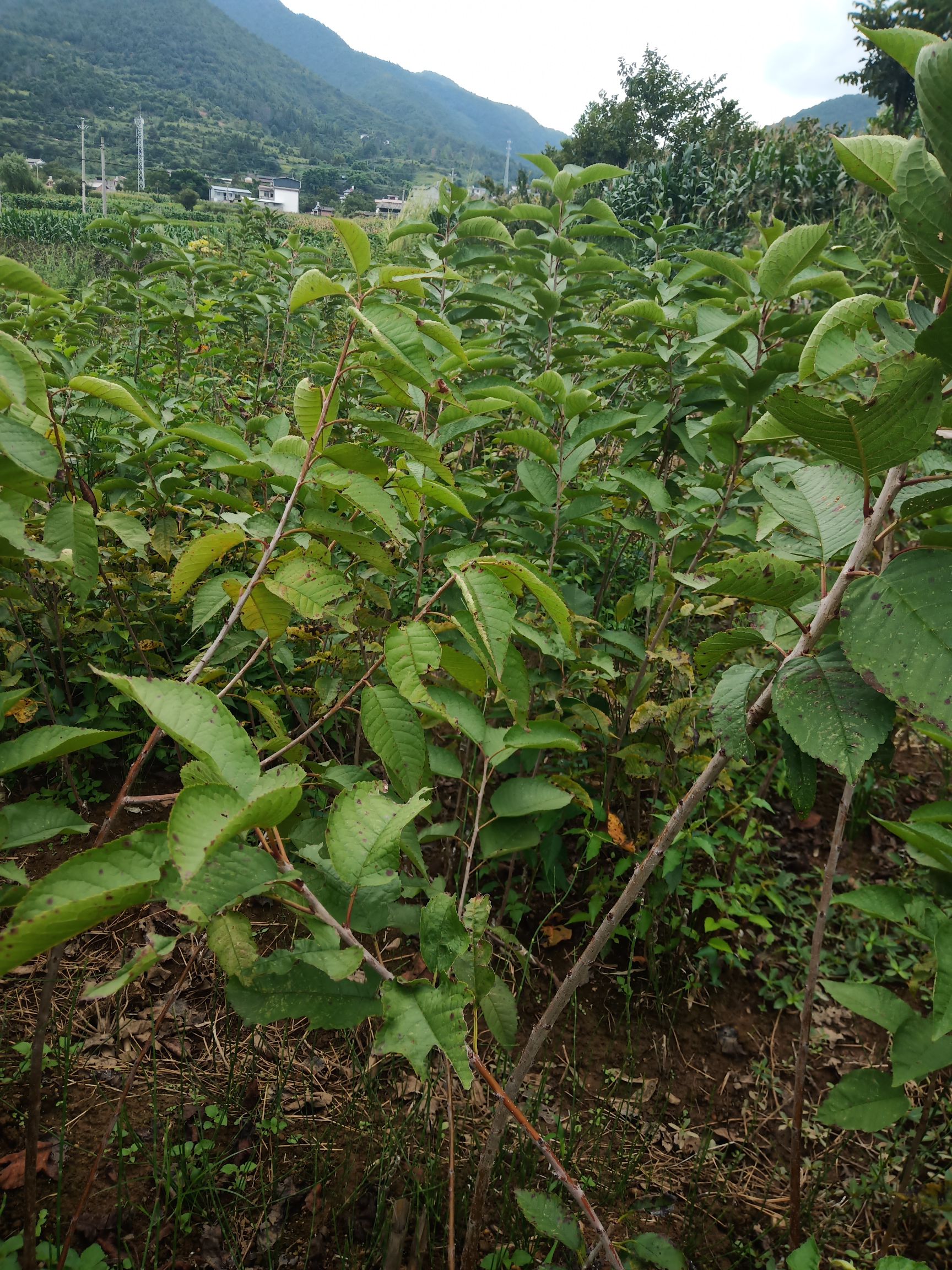 红灯樱桃苗 车厘子大樱桃树苗，自己家种植，诚信经营