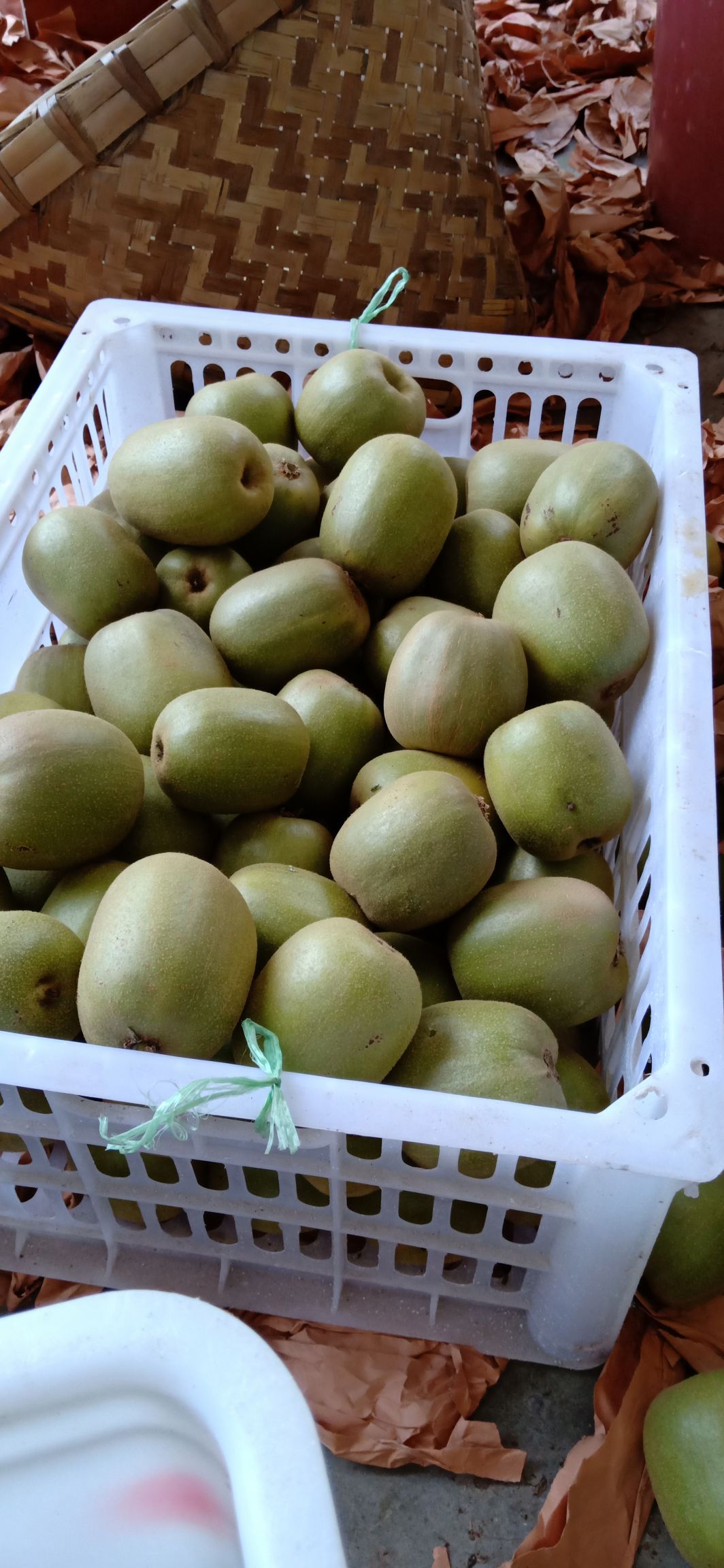 红阳猕猴桃 现摘现卖自己的果园直发，需要可以联系