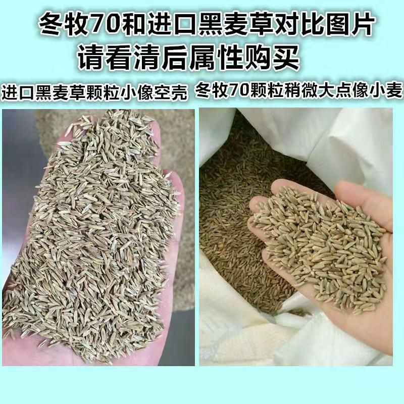 冬牧草种子 黑麦草种子 南方北方冬牧70牧草种子养羊鱼鸡高产草籽