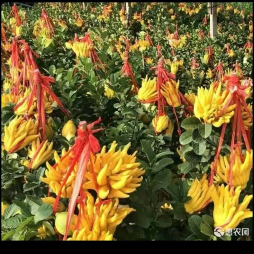 平邑县 金佛手苗，可带果发货。保证质量，全国包邮，死苗免费补发。