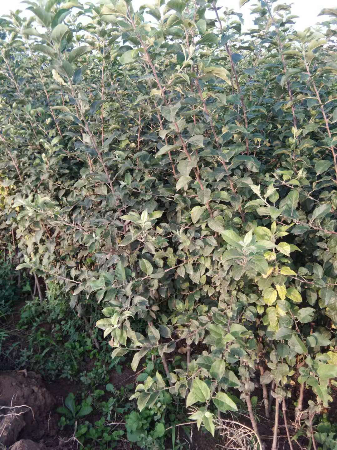  瑞阳，瑞雪三年成品矮话苹果树苗