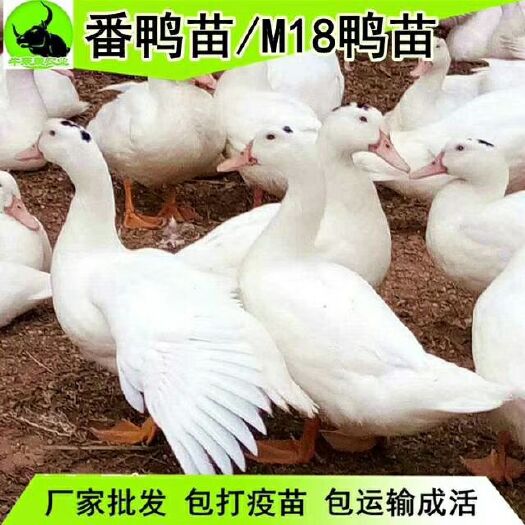 惠东县白鸭苗
