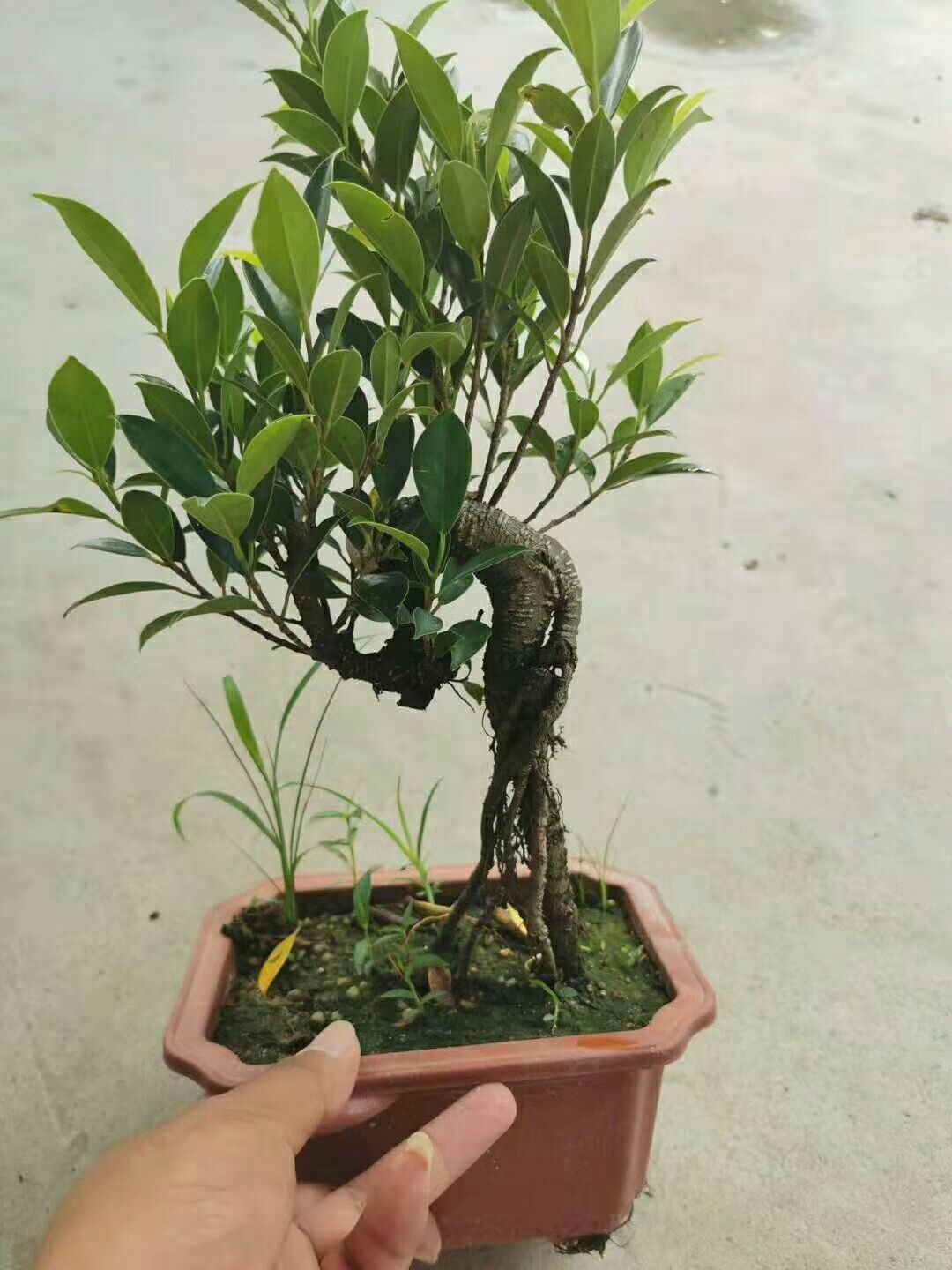 [人参榕树盆景批发]人参榕树盆景 文人榕树盆景