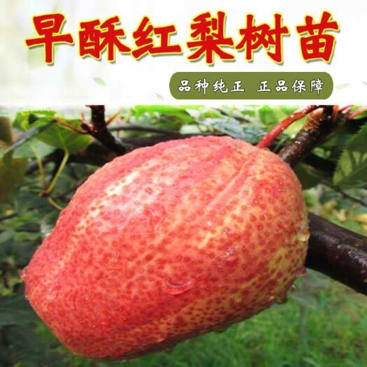 平邑县早酥红梨苗 红香酥梨苗嫁接苗1-1.5 米，品种齐全，纯度保证，包邮