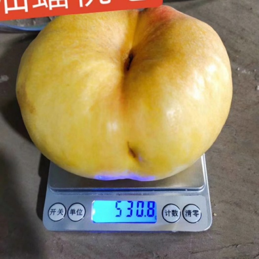泰安中油蟠7号桃苗 油蟠7-7  自家苗圃种植  纯度保证  假一赔十  包成活