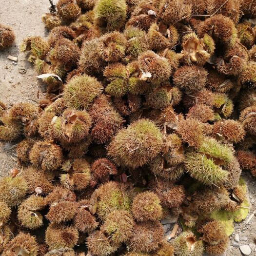 枣庄油栗 特级 中粒