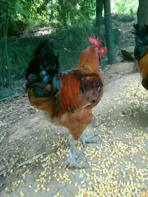 广安 青脚麻鸡苗