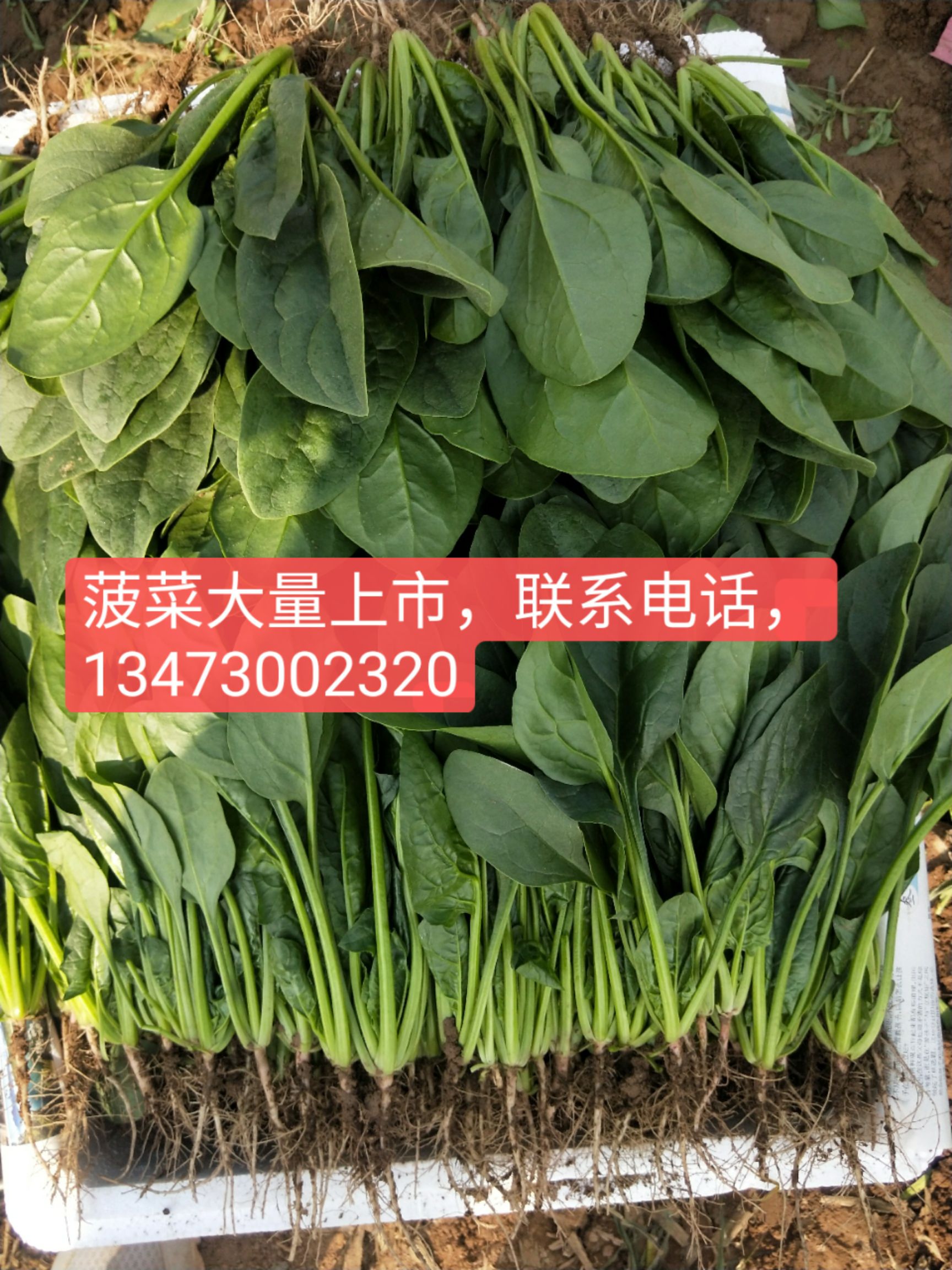 精品菠菜，产地直销，一手货源