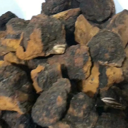 满洲里市俄罗斯桦树茸 整块 袋装