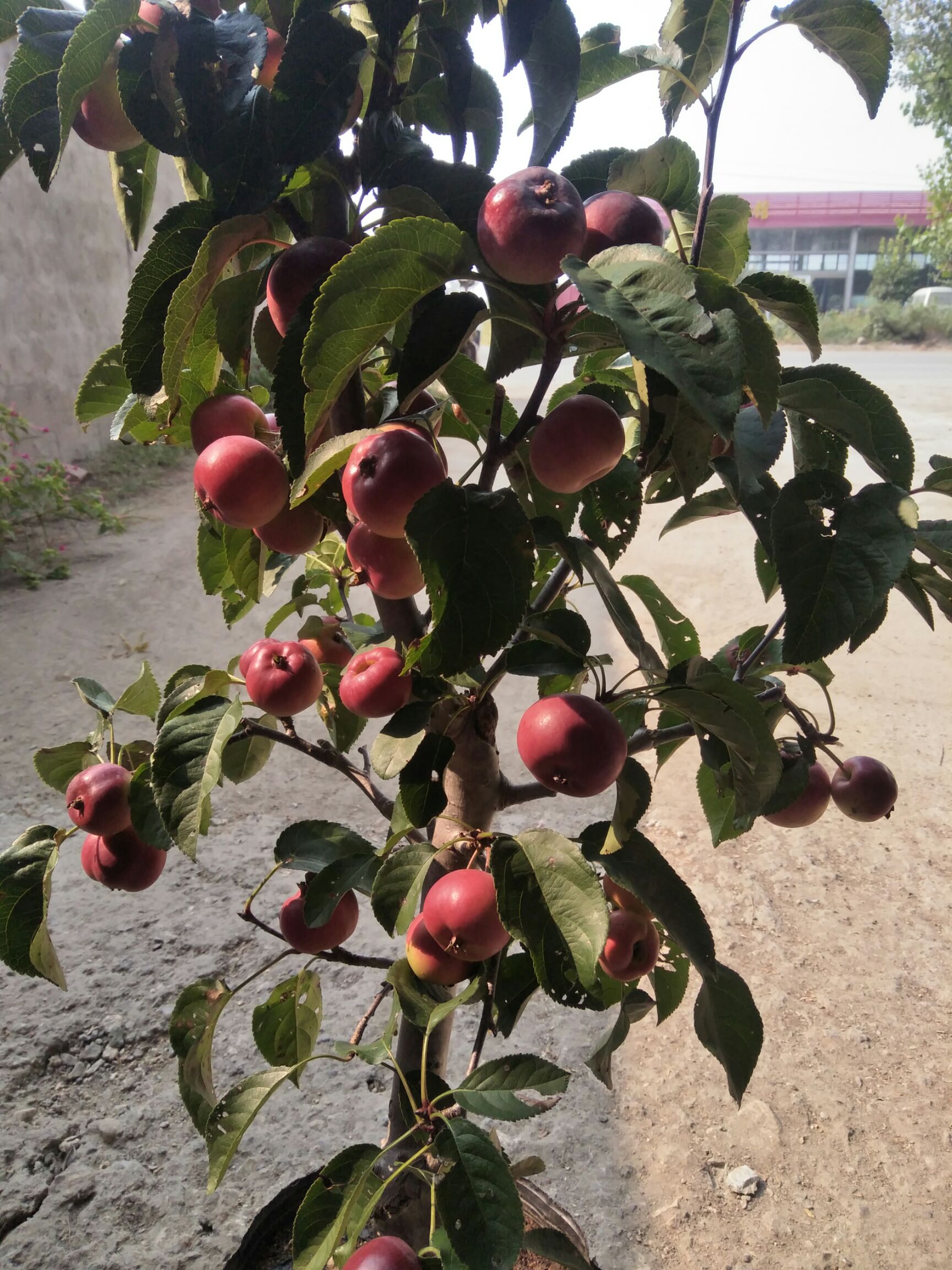 苹果盆栽 贵人果盆景，也叫沙果脆甜可食用。