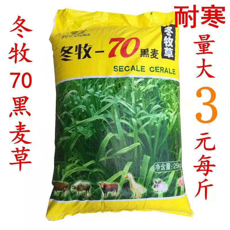 冬牧草种子 黑麦草种子 南方北方冬牧70牧草种子养羊鱼鸡高产草籽