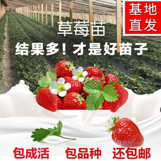 平邑县 奶油草莓苗，牛奶草莓，全国包邮，基地现挖现发，新鲜发货