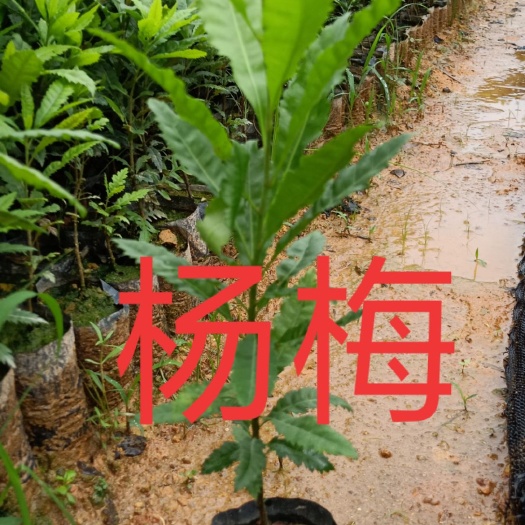 广州南方杨梅苗 杨梅苗