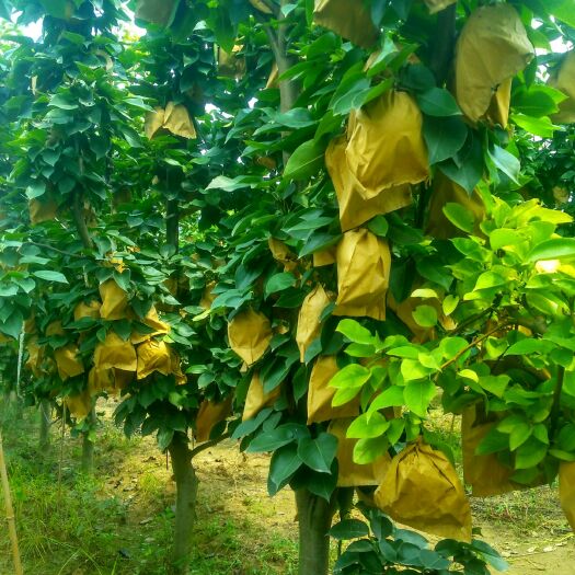 夏邑县 大量出售秋黄梨