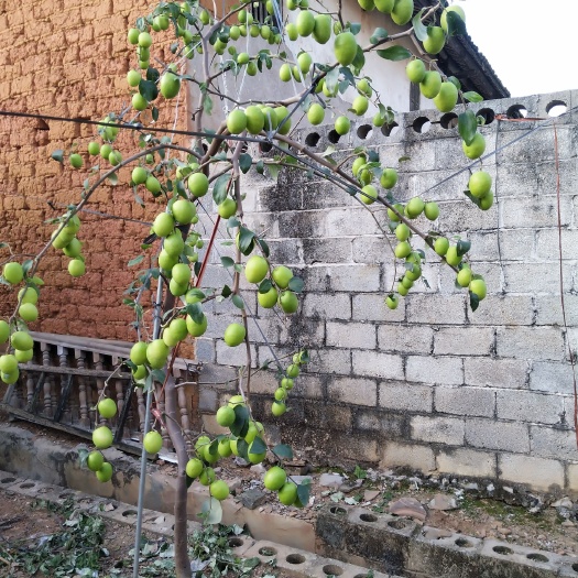 平南县大青枣苗 苹果枣苗， 裸根苗