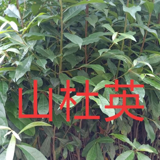广州 山杜英