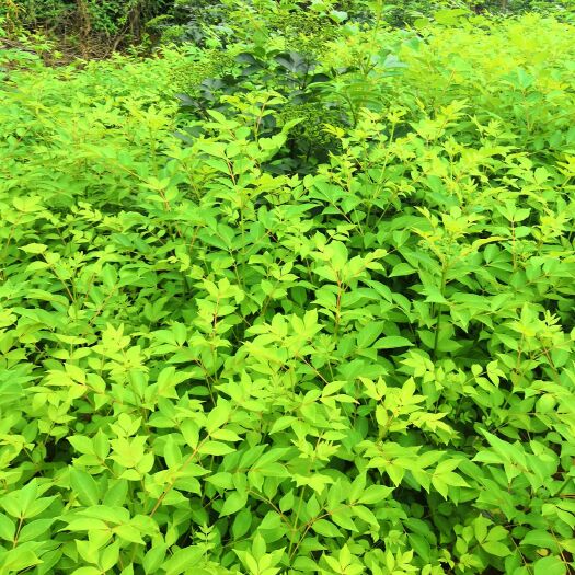 樟树市 江西樟树高产吴茱萸苗