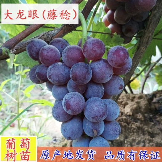 平邑县 藤稔葡萄苗藤稔葡萄树苗当年结果南北方种植爬藤四季果树