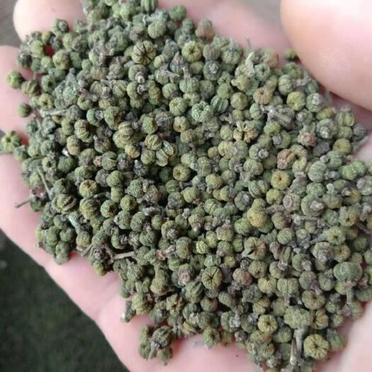 新宁县吴茱萸 自己种植及可收购周边产品