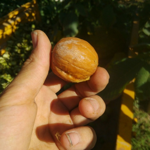 温宿县薄皮核桃  21年新鲜核桃