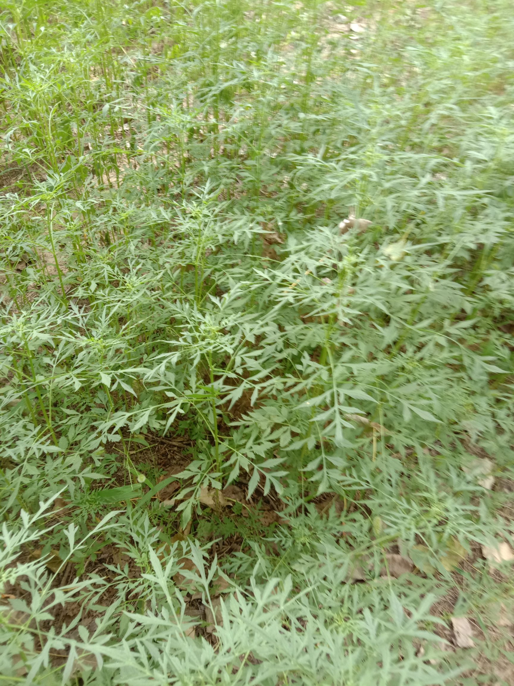  纯鬼针草