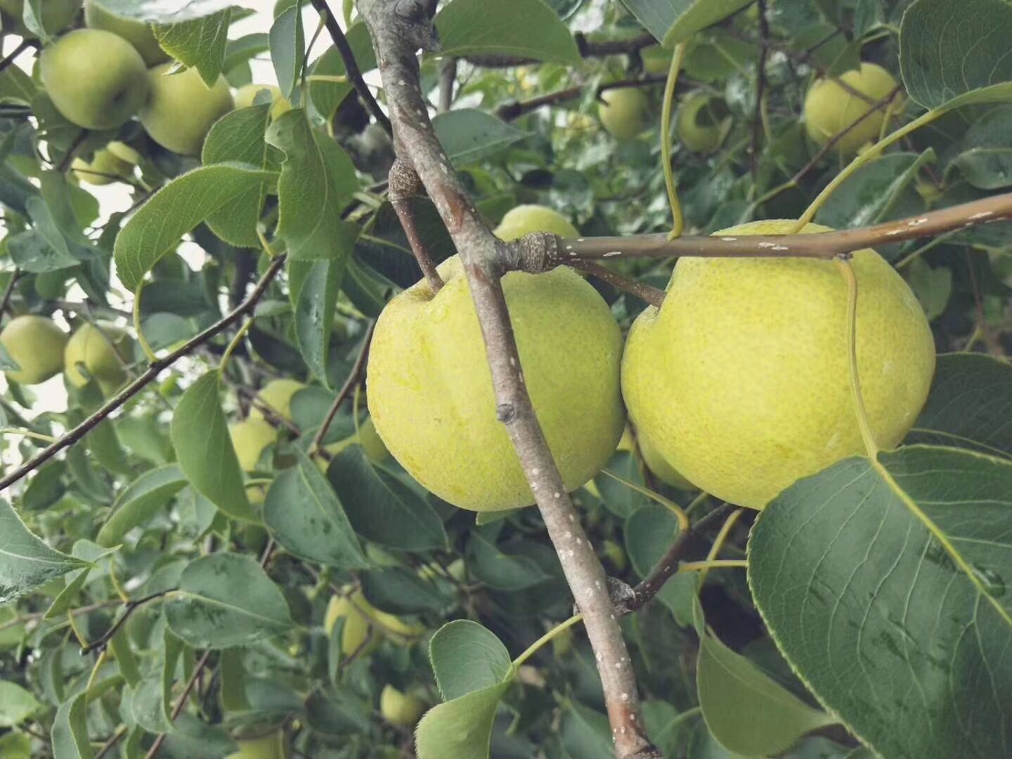 砀山酥梨，自家果园，产地直发，不赚差价