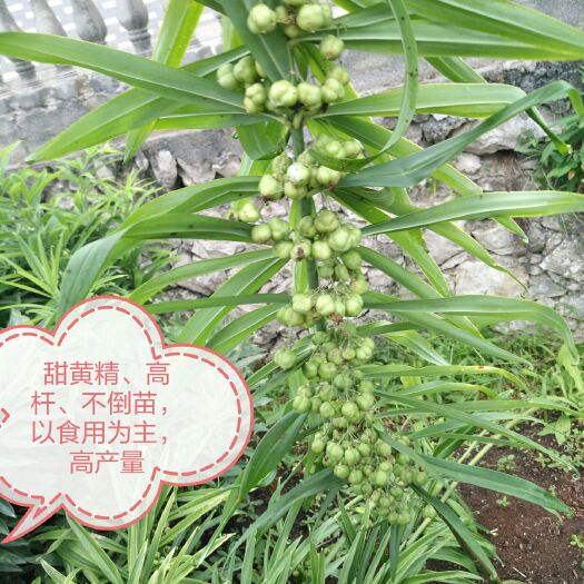 咸丰县黄精种子 高杆、冬季不倒苗甜黄精