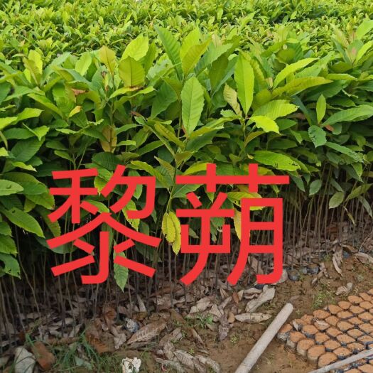 广州黧蒴锥 造林苗黎蒴低价供应