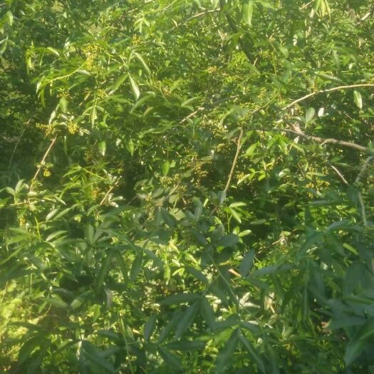 盐源县 四川省凉山州盐源县青花椒，超级麻。