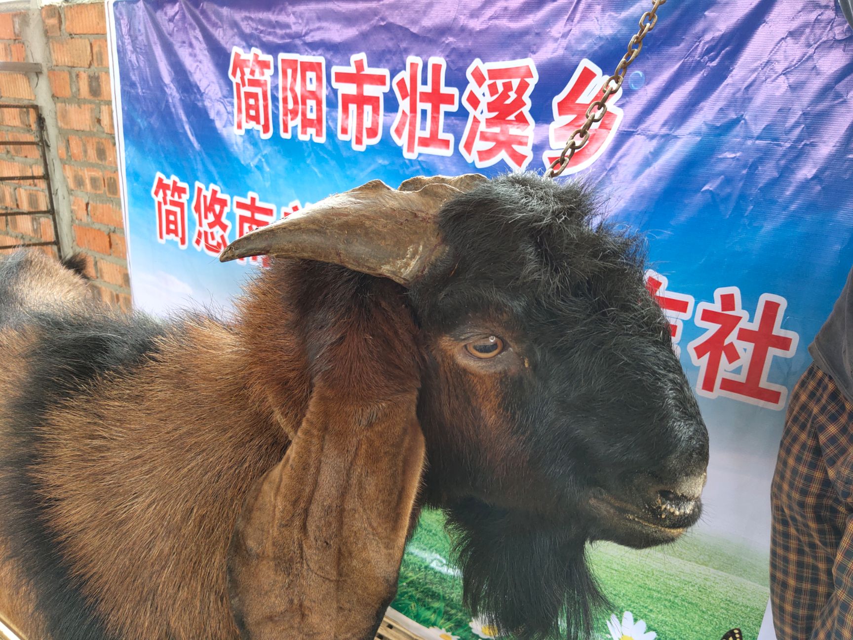  优质简阳大耳羊山羊