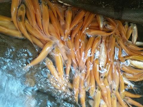  金丝鲩鱼苗  金丝鲩  幼苗  种鱼