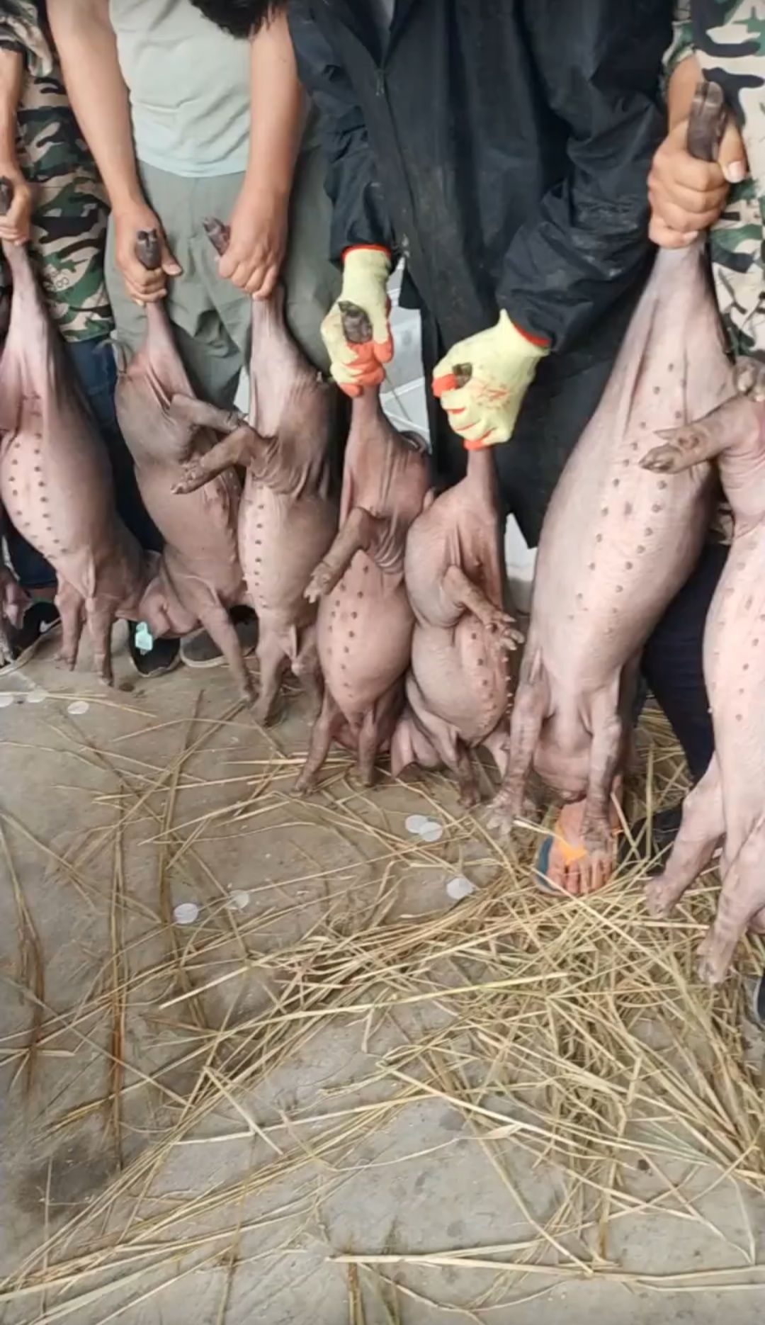临沂太湖猪  原种母猪  二花脸母猪，窝产20多头