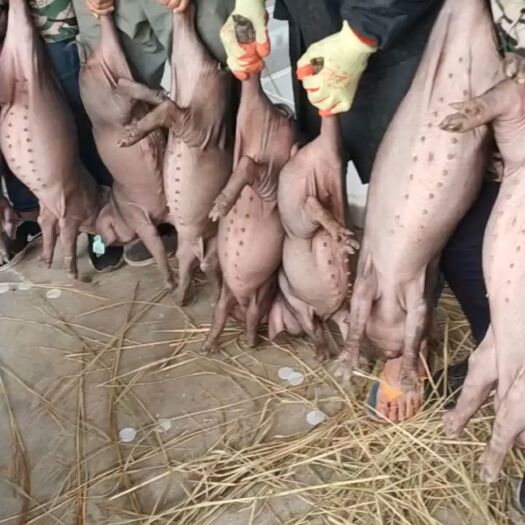 临沂太湖猪  原种母猪  二花脸母猪，窝产20多头