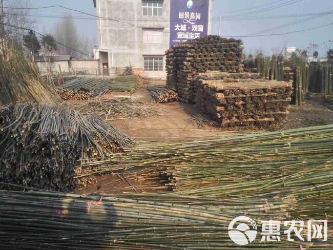  货源地直发1.5米2.2米3米菜架竹竿4-8米大棚竹杆