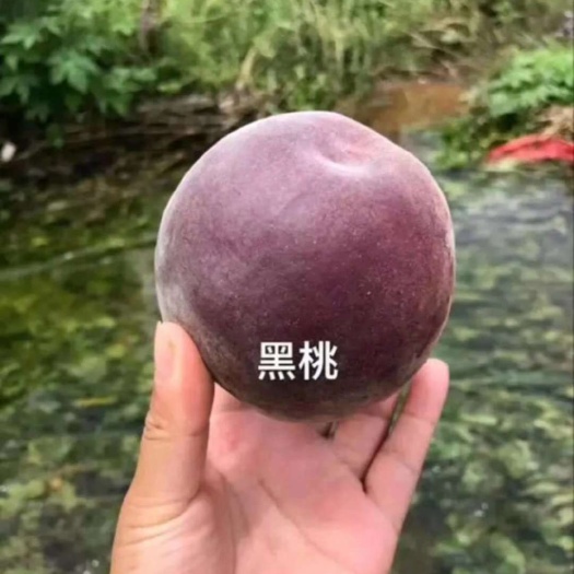 泰安黑桃苗 纯度保证 可签合同  包成活 死苗补发 提供种植资料