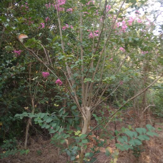 益阳红花紫薇