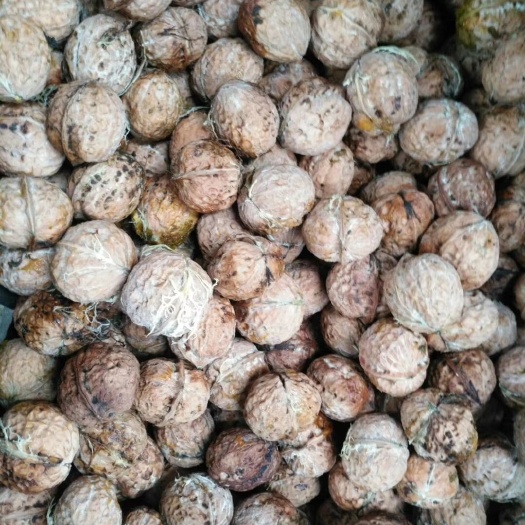 南涧县 无量山古树核桃