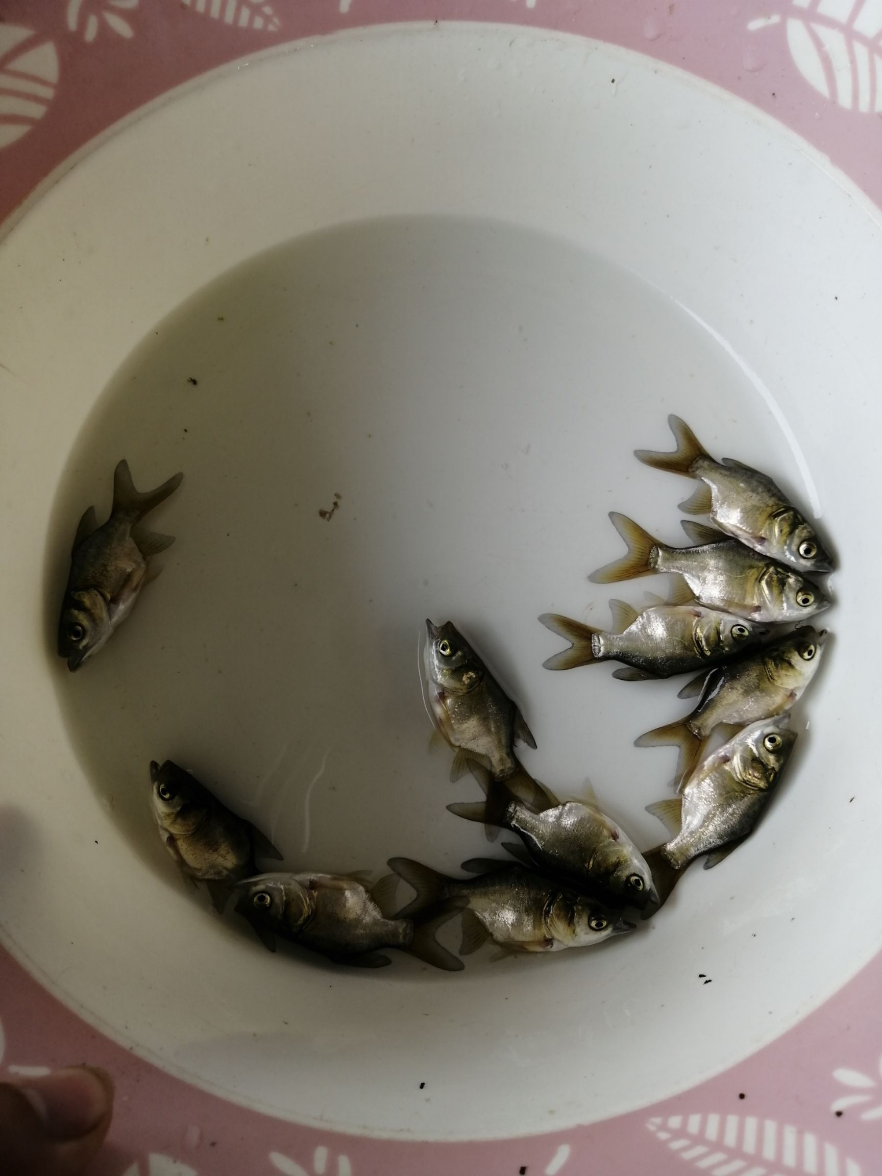 缩骨大头鱼苗  缩骨鳙鱼