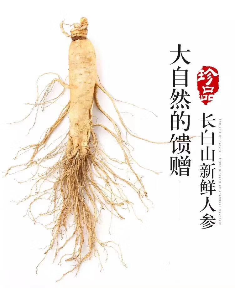 长白山人参一斤8到10支左右的