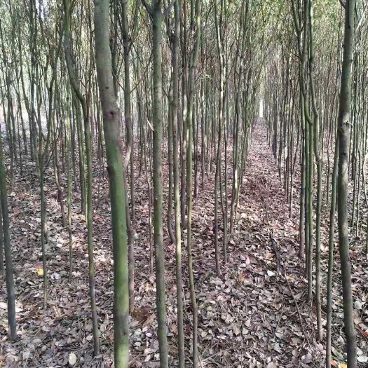 德江县 2-4公分香樟树三十万棵！