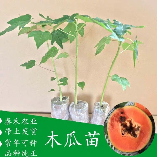 灵山县 包邮矮化大青红肉木瓜苗果树苗 当年结果 盆栽庭院南方四季可种