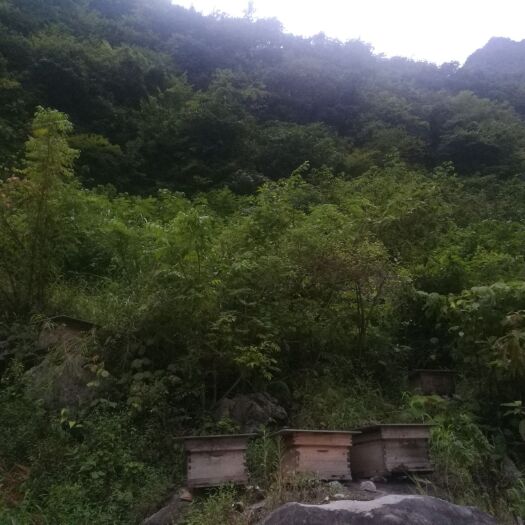 罗甸县土蜂蜜  绿色无污染