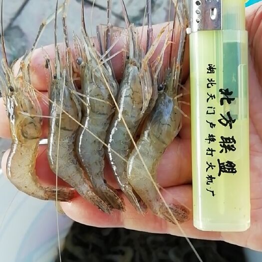 草虾、淡水河虾