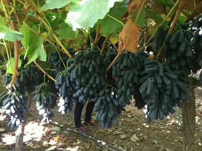 平邑县蓝宝石葡萄苗 蓝宝石葡萄树苗当年结果南北方种植爬藤四季果树