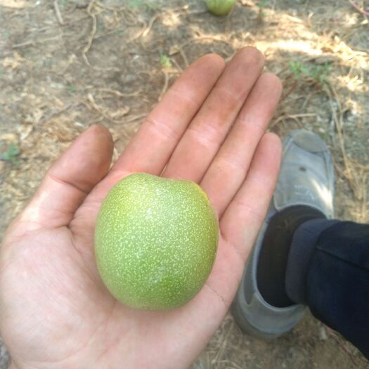 玉田县 青皮核桃
