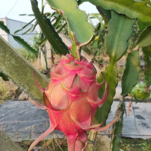 遂溪县 靓货红肉火龙果