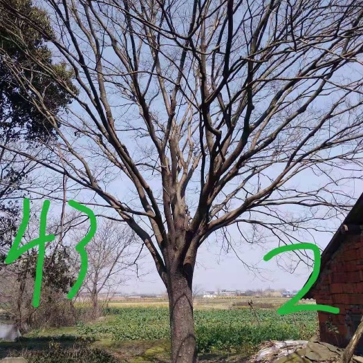 常州小叶朴